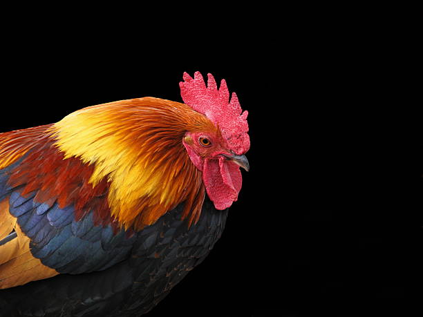 istock Rooster Chicken Welsumer Wattle Cockscomb Animal Profile 157610836