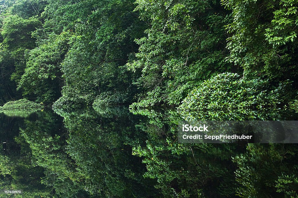 Rainforest river with reflections in the water Gabon Africa - Royalty-free Gabon Stockfoto
