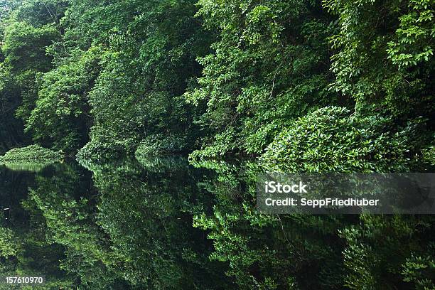 Rainforest River With Reflections In The Water Gabon Africa Stockfoto en meer beelden van Gabon