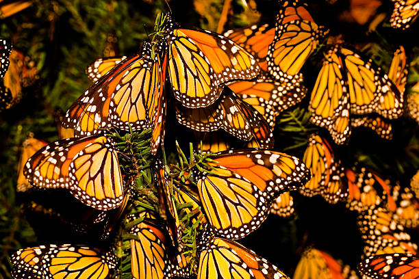 흑백 제왕나비 (danaus plexippus) 마이그레이션 - 동물의 이동 뉴스 사진 이미지