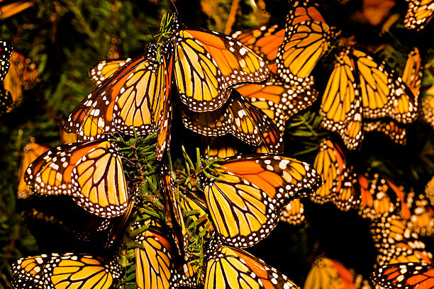 Monarch butterfly (Danaus plexippus) migration Monarch butterfly (Danaus plexippus) migration monarch butterfly stock pictures, royalty-free photos & images