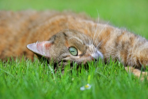 beauty domestic cat on grass