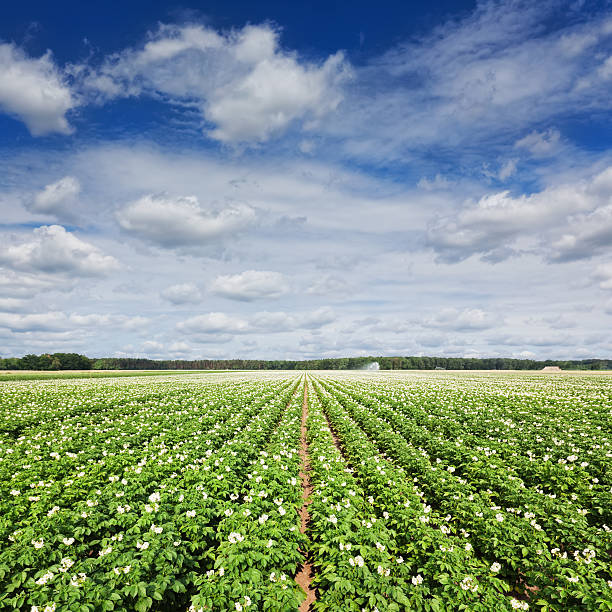 campo de batata - raw potato field agriculture flower imagens e fotografias de stock