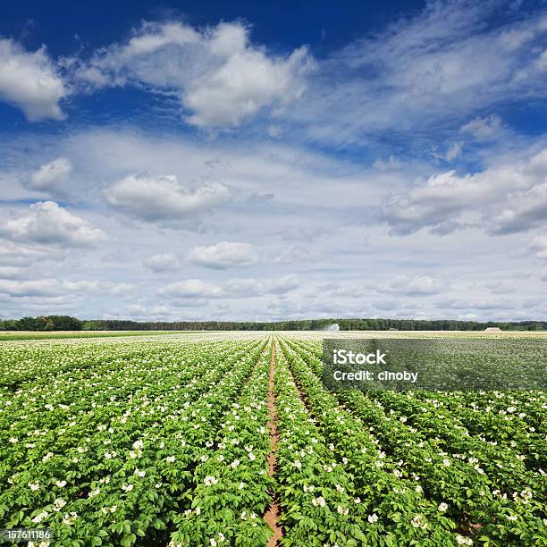 Campo De Batata - Fotografias de stock e mais imagens de Campo agrícola - Campo agrícola, Batata Doce, Flor