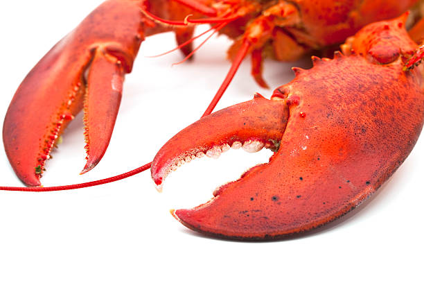 close-up of lobster claws isolated on white