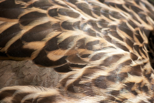 Closeup feather detail of mallard duck
