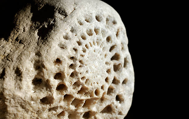 Dolomite fossil Dated 236 milion of years (mesozoic era, trias) a rare fossil of an ammonoid (ammonite) in dolomite stones found in the Italian Alps. Calcite crystals clearly visible. Scientific consultancy I. Parissenti. spiral rock stock pictures, royalty-free photos & images