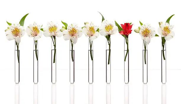 Glass test tubes with white flowers except one that is red standing in line, isolated on white. Concept of individuality, creativity, one-of-a-kind.