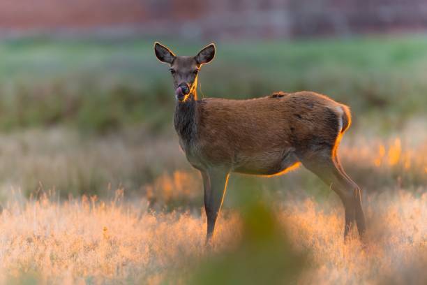 istock Barbary deer standing in a grassy meadow licking lips 1576114657