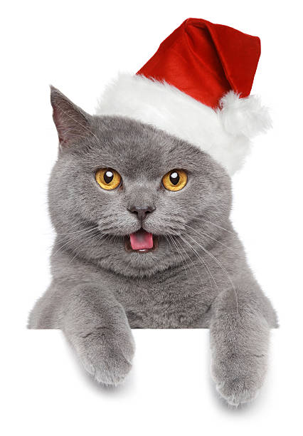 istock British cat in Christmas red hat 157611514