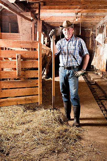 istock Senior farmer in barn with hay at his feet 157611547