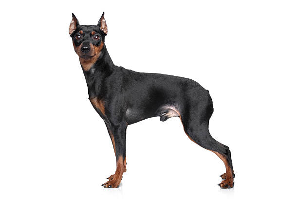 istock Miniature Pincher on white background 157611594