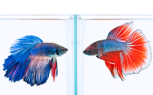 blue and red siamese fighting fish confronting each other