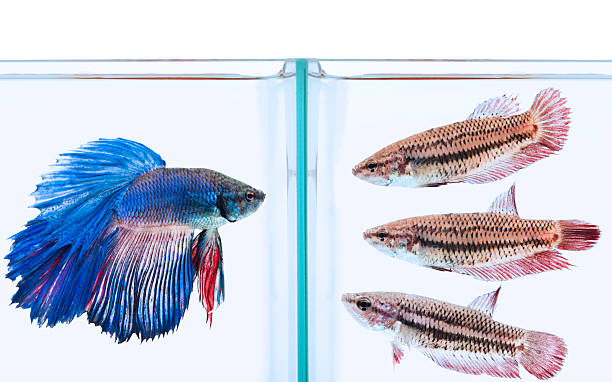 istock blue male and three female siamese fighting fish 157611633