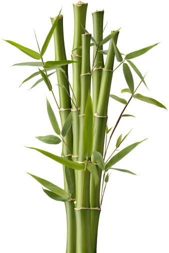Five green bamboo shoots with leaves, isolated on a white background.