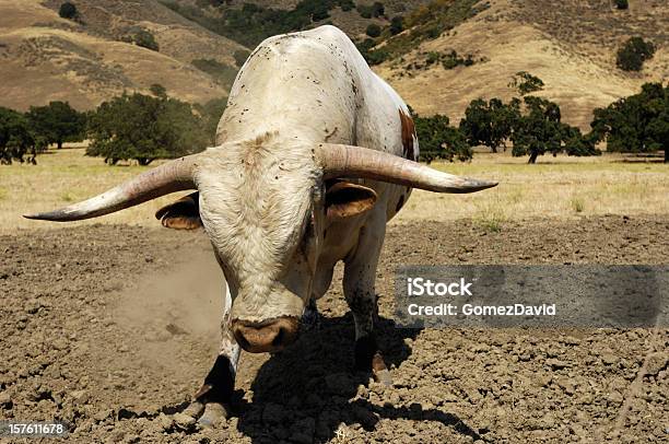 Primer Plano De Un Toro Longhorn De Texas Foto de stock y más banco de imágenes de Toro - Animal - Toro - Animal, Descontento, Peligro