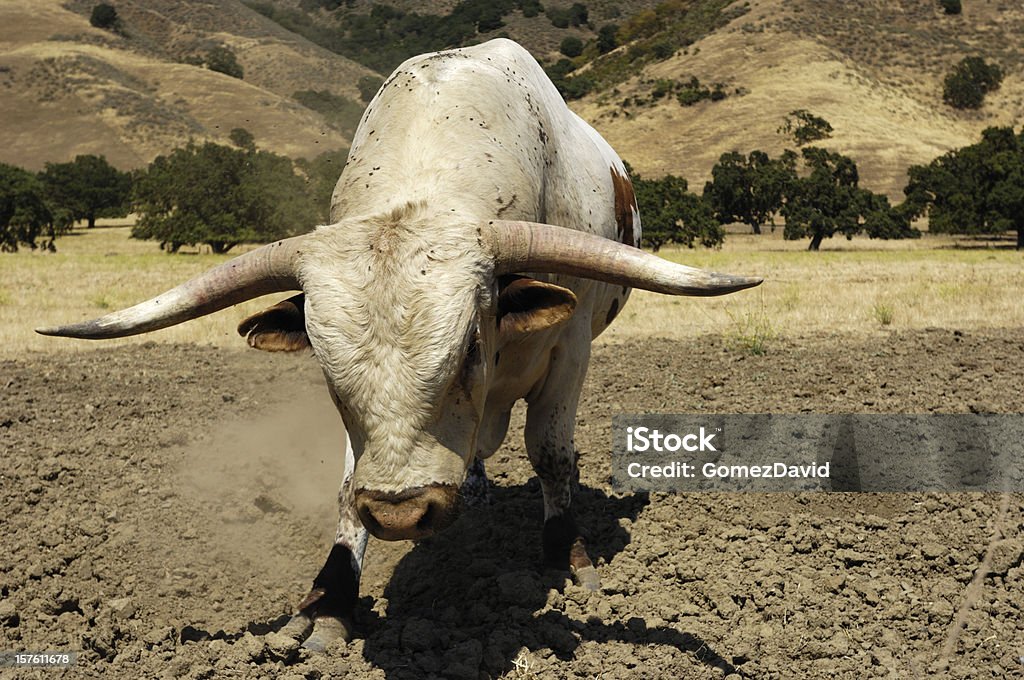 Zbliżenie z Texas Longhorn byka - Zbiór zdjęć royalty-free (Byk - Zwierzę płci męskiej)