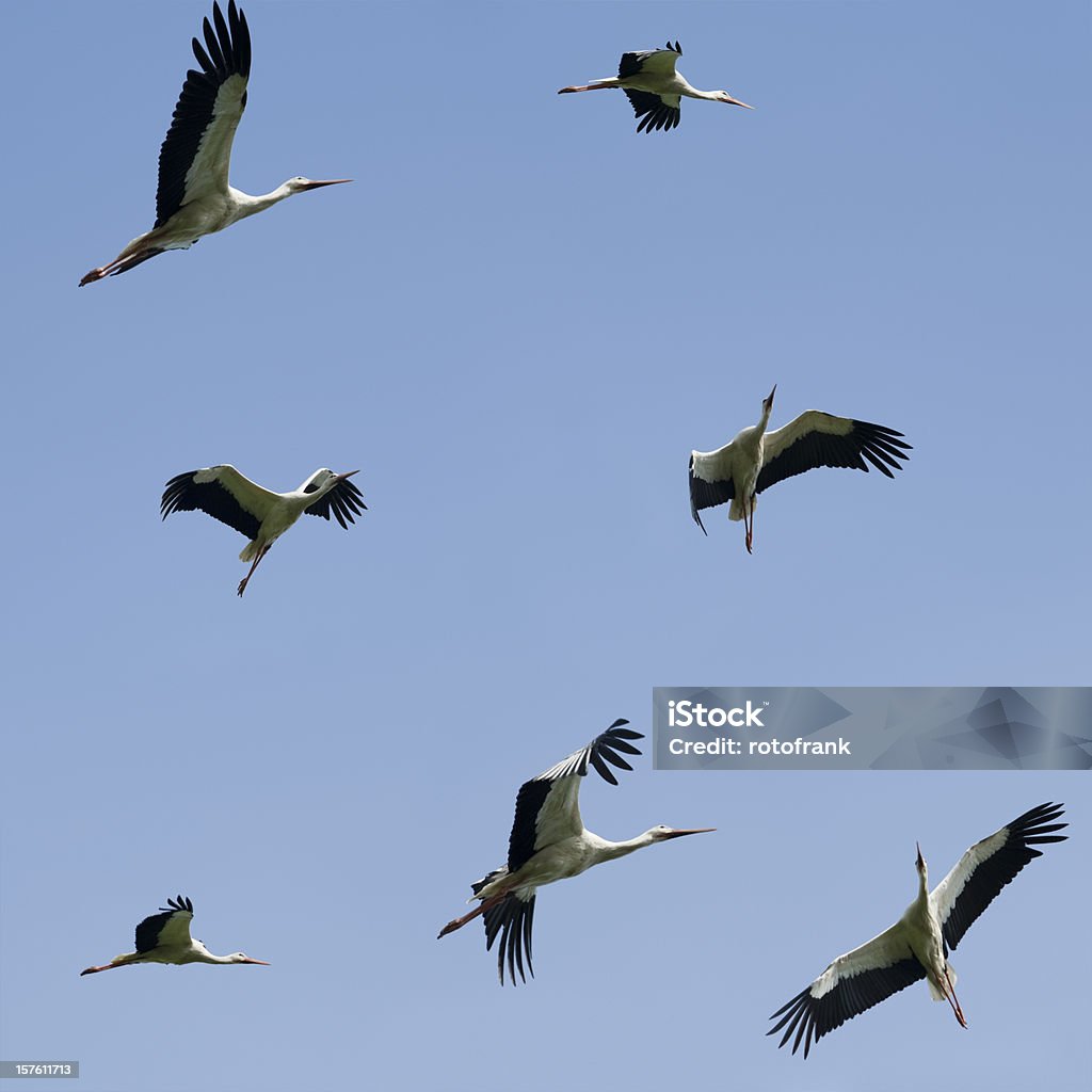 White Storks (image size XXXL)  Animal Stock Photo