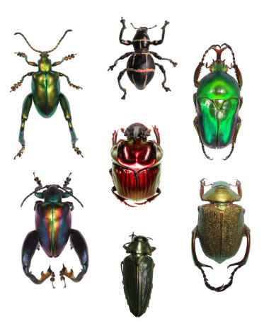 Amazing beetles over white background. Amazing metallic colors and beautiful shapes.