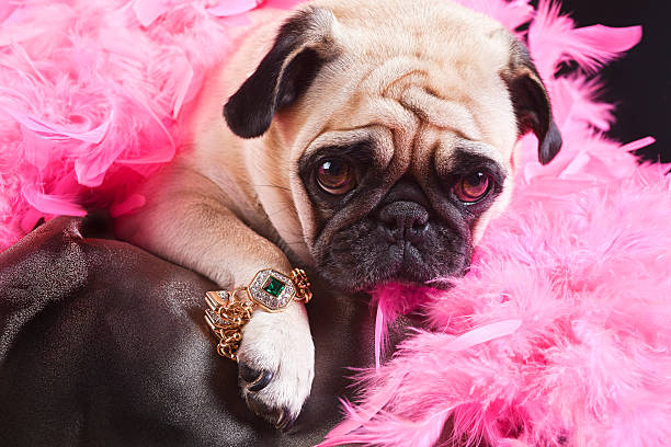 Bling Puk Pukster the Pug is displaying her new piece of bling. ( lap dog photos stock pictures, royalty-free photos & images
