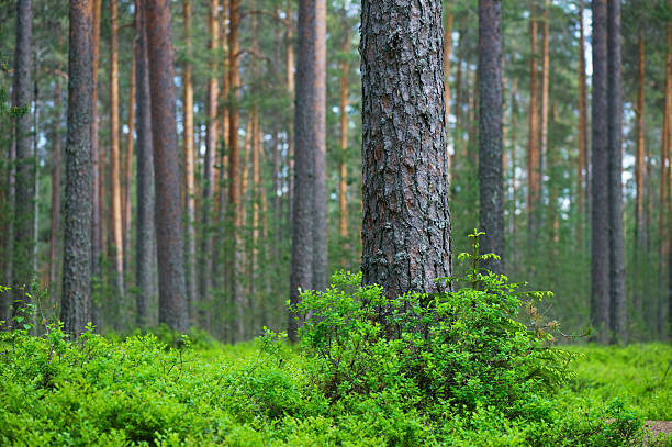 Scots pine (Pinus sylvestris) forest. Pine trunk and bilberries (Vaccinium myrtillus) on foreground. Shallow depth of field, focus on pine trunk.