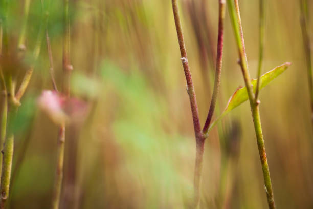 istock stems of flowers 157611976