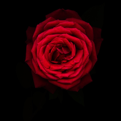 A vertical shot of white garden roses in the dark