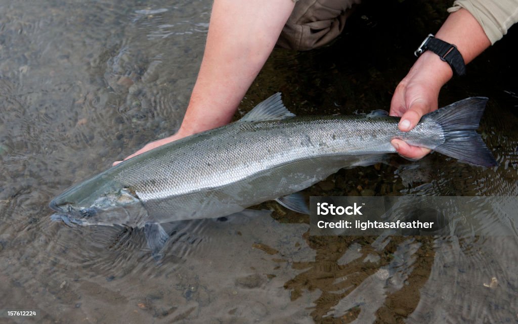 Plata salmón detenidos pesca con mosca en Alaska - Foto de stock de Salmón coho libre de derechos