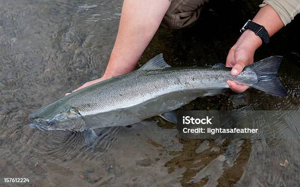 Silver Salmone Catturato Pesca A Mosca In Alaska - Fotografie stock e altre immagini di Salmone argentato - Salmone argentato, Pesca - Attività all'aperto, Pesca a mosca