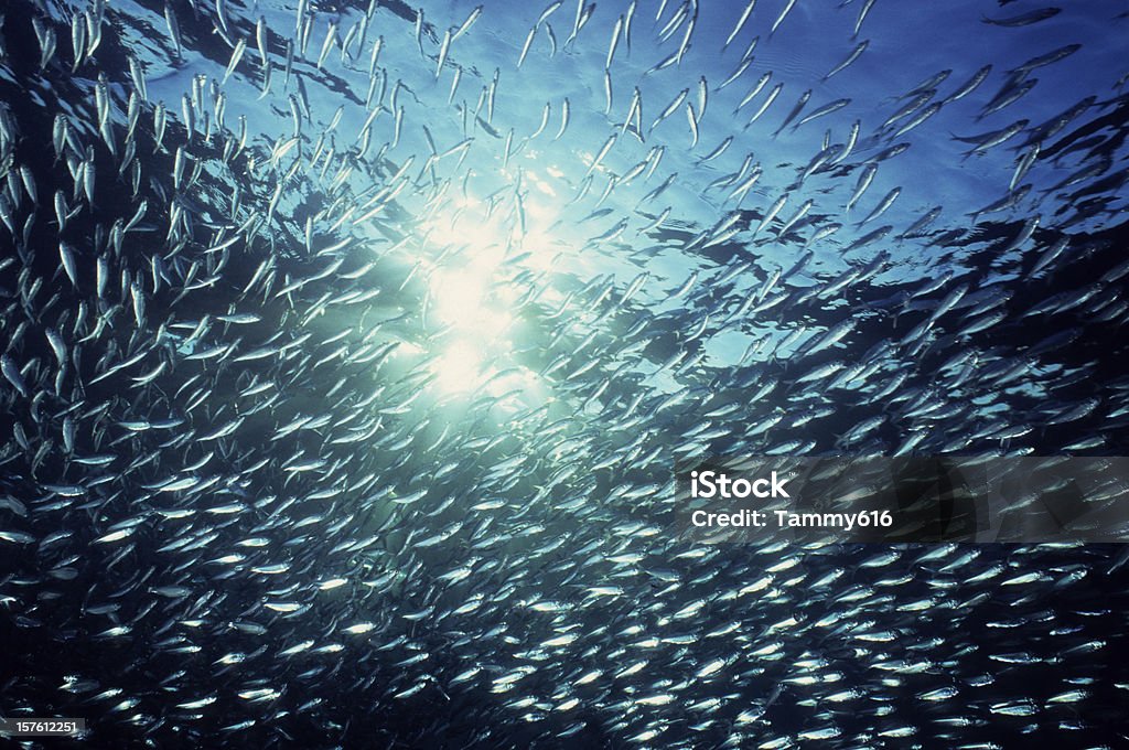 Explosión de pescado - Foto de stock de Mar de Cortés libre de derechos