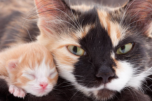 Newborn sweet kitten