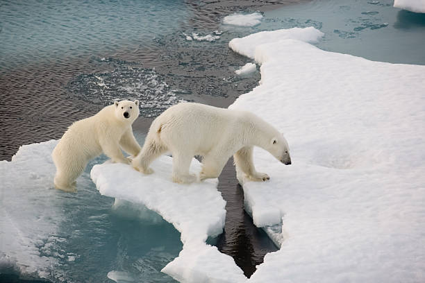 Polar bear on rocky coastline seen from sea