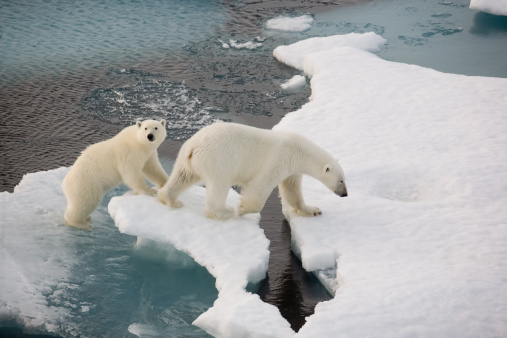 Two polar bears climbing out of water. Symbolic for climate situation in the arctic. Copy- space.