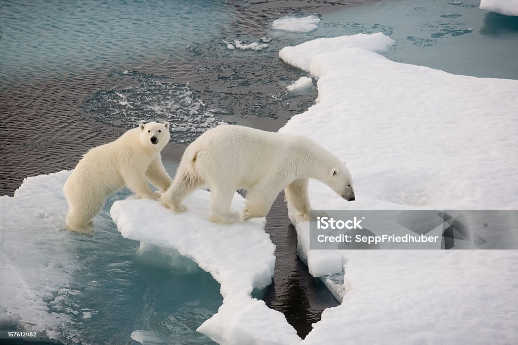 Dwa Niedźwiedzie polarne na małej Kra lodowa - Zbiór zdjęć royalty-free (Niedźwiedź polarny)