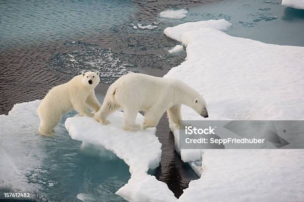 Dwa Niedźwiedzie Polarne Na Małej Kra Lodowa - zdjęcia stockowe i więcej obrazów Niedźwiedź polarny - Niedźwiedź polarny, Dzikie zwierzęta, Arktyka