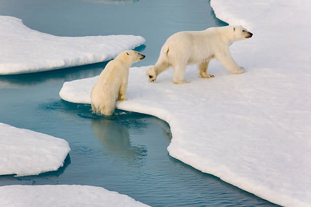 due orsi polari arrampicate fuori di acqua. - polar bear arctic global warming ice foto e immagini stock