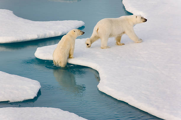 A polar bear walking on snow in front of a blue background with copy space. Handmade model. Winter concept. Environmental conservation concept.