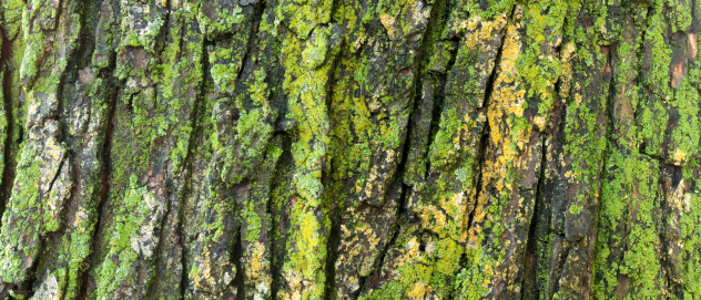 Extra large and wide panorama format close up, detailed view of lichen on an old maple tree. See my other versions.