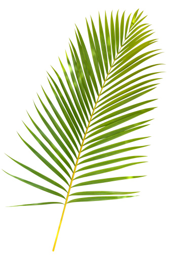 Palm leaf isolated on white, with a clipping path for easy selection, XXL size.