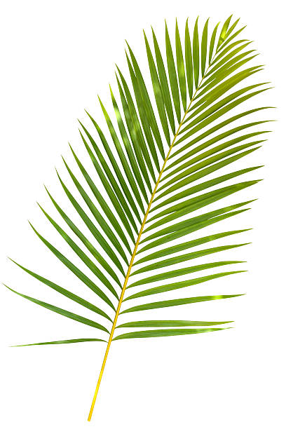 tropical verde folha de palmeira isolado no branco com traçado de recorte - palm leaf leaf palm tree frond imagens e fotografias de stock