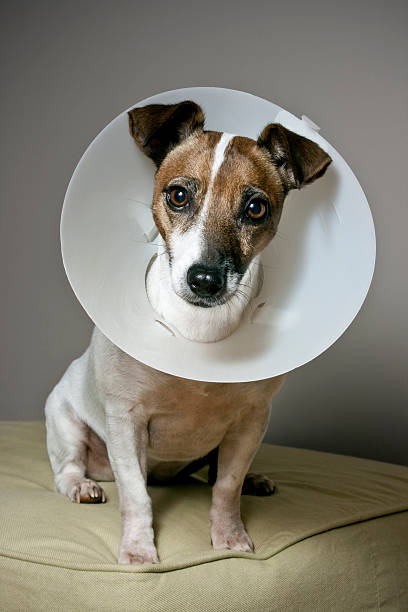 cachorro com coleira elisabetano sentado num divã - coleira protetora imagens e fotografias de stock