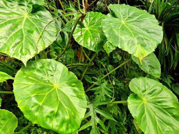 istock Fresh plant natural background 1576126997