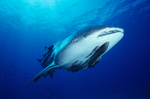 Remoras hitch a ride on giant whale shark, Rhincodon typus