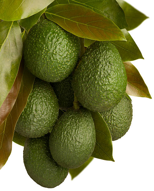 Hass Avocado Hass Avocados on Tree against a white background. hass avocado stock pictures, royalty-free photos & images