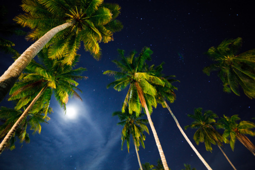 Big moon glowing over tropical sea beach and palm tree in the night