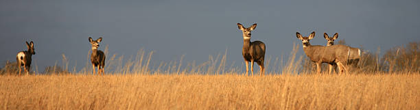 istock Panorama of Mule Deer on the Prairie 157612856