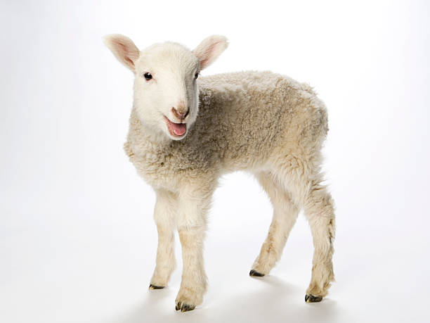 istock Young lamb smiling at the camera on a white background 157612892