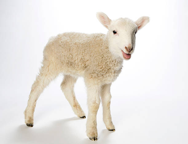 agneau regardant la caméra sur un fond lumineux. - lamb animal farm cute photos et images de collection
