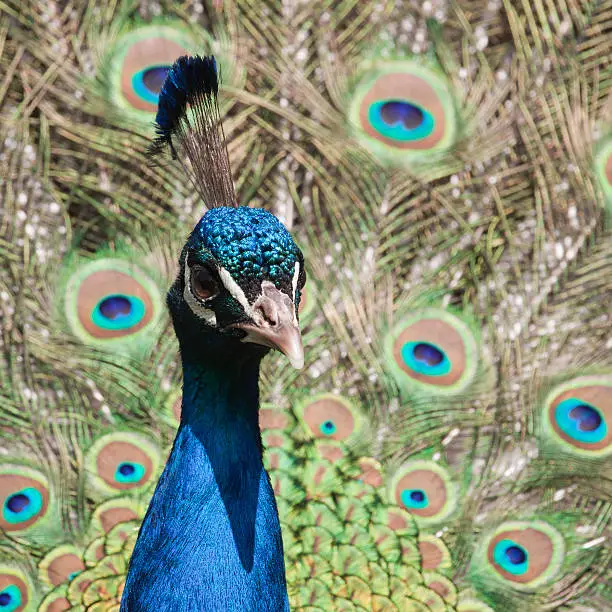 Photo of Peacock displaying its plummage.
