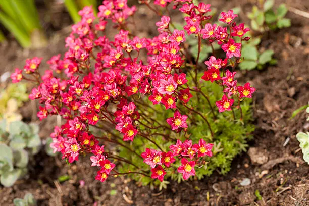 The Saxifrage include a huge number of alpines. 